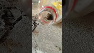 Entrou Um Rato Na Garrafa De Coca Cola E Não Consegue Sair ...