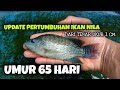PERKEMBANGAN IKAN NILA USIA 65 HARI || Budidaya Ikan Nila Di Kolam Terpal