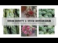 Sedum morganianum & Sedum burrito #ParecidasPeroDiferentes