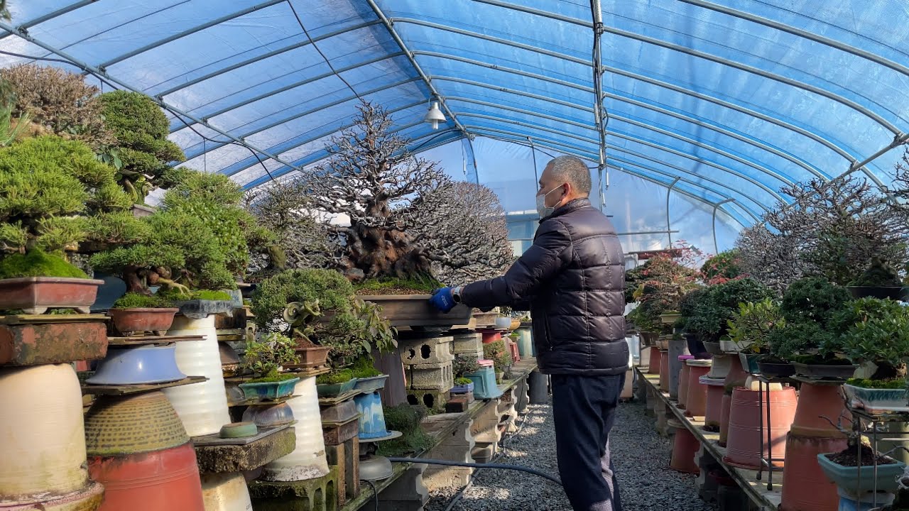 [KOREA] The Personal Exhibition of Korean Bonsai & Garden tree 나무를 사랑한