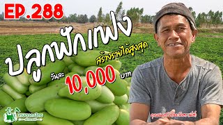 ปลูกฟักแฟง แค่เปลี่ยนระบบ ก็สร้างรายได้สูงสุด 10,000 บาท/วัน l เกษตรกรไทย สร้างรายได้ Ep288