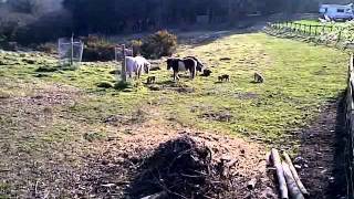 VID 20110409 00006