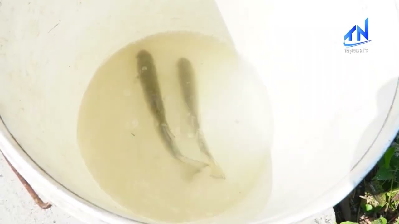 Tuyệt chiêu câu cá không cần lưỡi câu | TayNinhTV