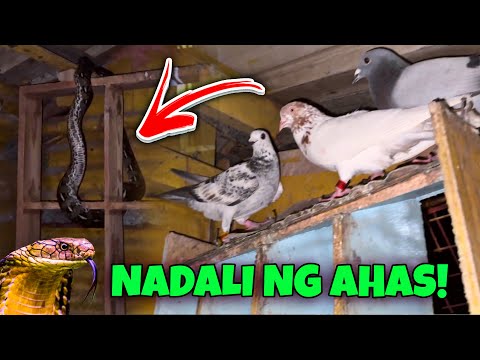 AHAS NAHULI DIN SA WAKAS 😡