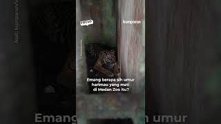 Harimau di Medan Zoo Mati karena Udah Umurnya