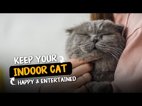 Video: Pět způsobů, jak udržet vnitřní kočku šťastnou ve vašem domově (podle vědy o chování zvířat)