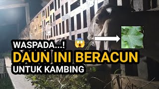 Waspada! Ini Dia Daun-daunan yang Beracun untuk Kambing
