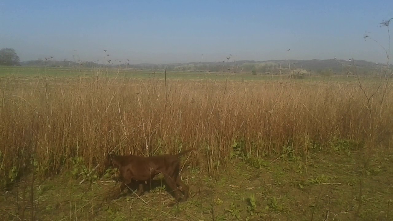 Markiranje divljači NKD Aba