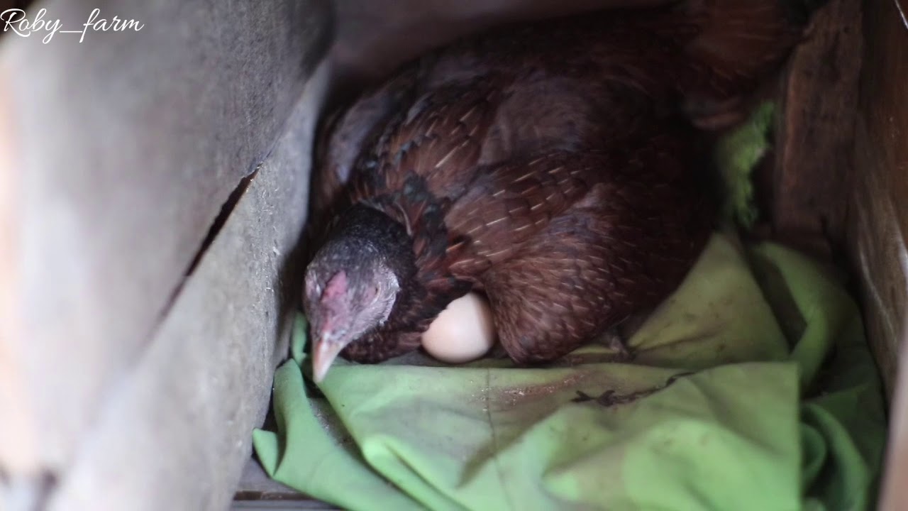 Beternak ayam kampung, indukan ayam kampung yang sedang bertelur 