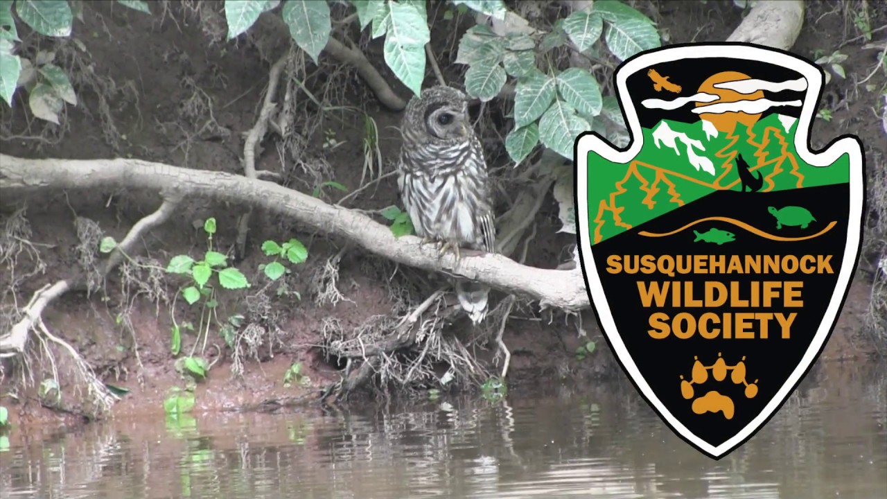 maryland board of nursing Barred Owl Rescue & Return to the Wild