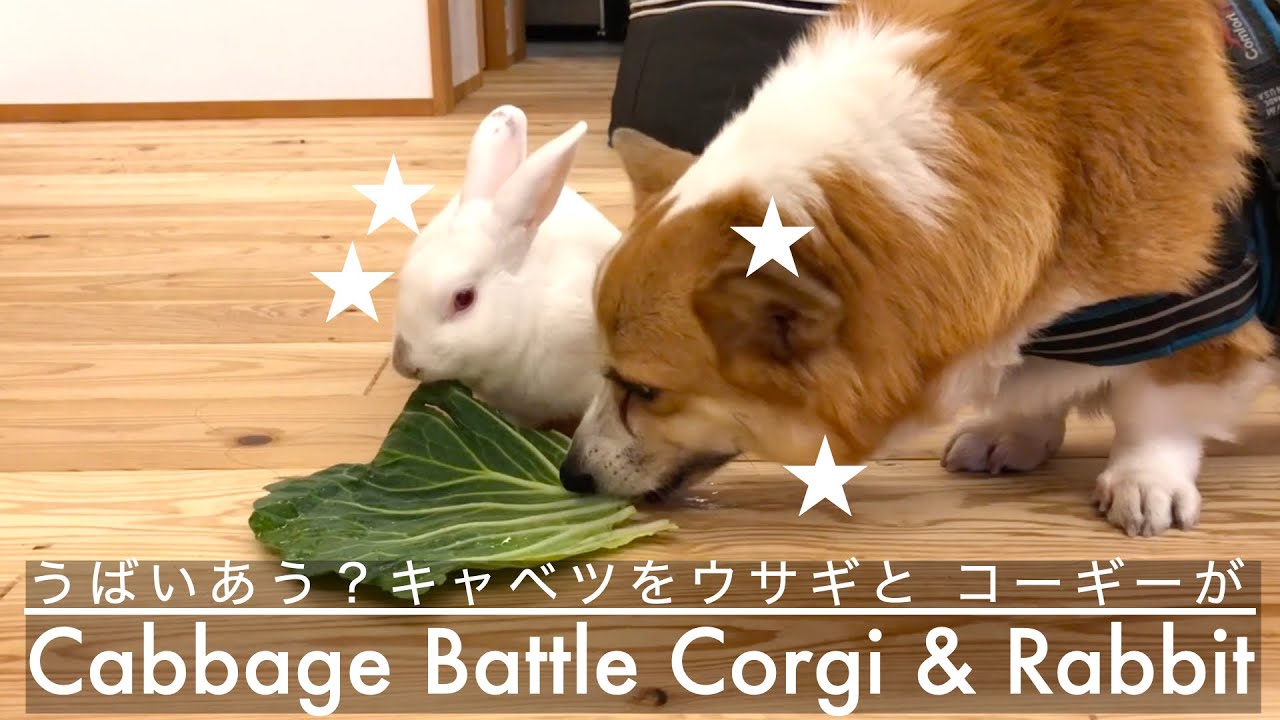 コーギーとウサギ 大きなキャベツの葉が1枚 どうなる Youtube