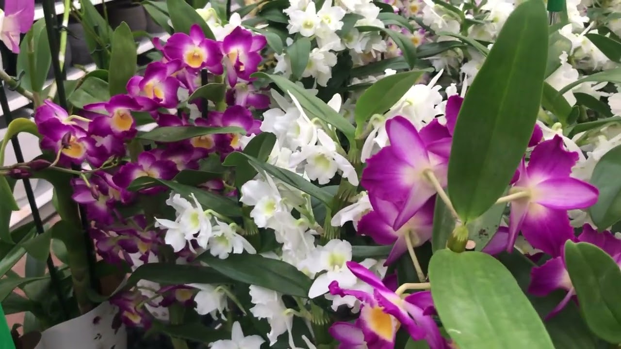Dendrobium orchid🌺Орхидея дендробиум🌺