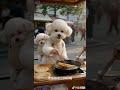 chacha 油條#cute #bichon #pets  #funny #youtubeshorts  #toys #cutedog #animals #dog #youtube #ai