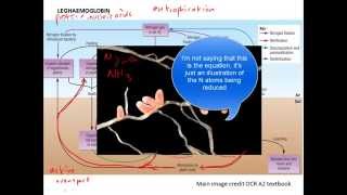 The Nitrogen Cycle for A-Level Biology