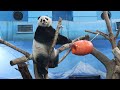 20231214 團團撤退迎耶誕 橘桶換位圓仔玩(早餐) Giant Panda Yuan Zai