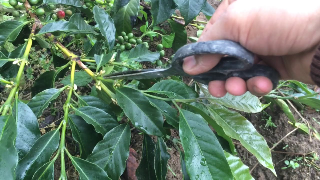 Pemangkasan pada Pohon Kopi