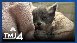 RESCUED: Kitten pulled from drain pipe near Milwaukee home after 5 days