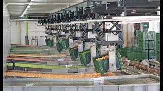 Apple packing Grufrut Italy #Greefa