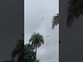 #vidaanimal #wildlife #chuva #aves #birds #shortsfeed #shortsviral #shortvideo