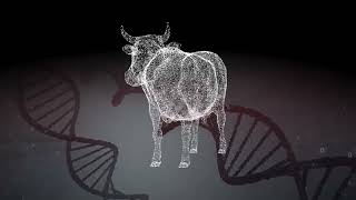 Improved Genetics for Livestock
