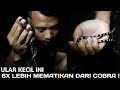 HATI-HATI|ULAR KECIL INI SANGAT MEMATIKAN !!