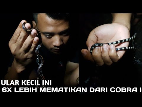 HATI-HATI|ULAR KECIL INI SANGAT MEMATIKAN !!