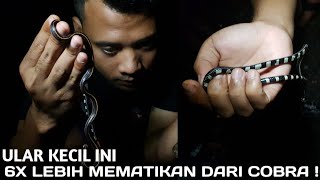 Download Lagu HATI-HATI|ULAR KECIL INI SANGAT MEMATIKAN !! MP3