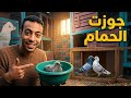 جوزت الحمام الزاجل وعملت طاجن بلستك للحمام