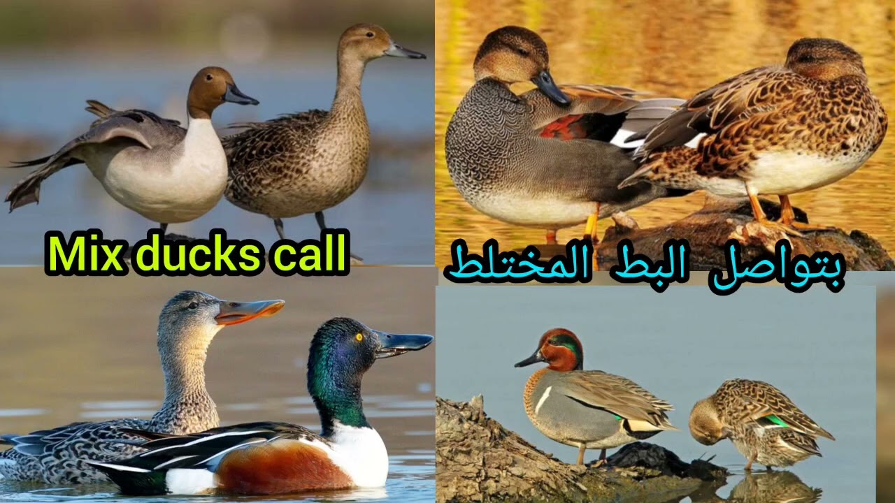 Mix ducks call sound | أصوات البط المختلطة | Clear Sound for prefect hunting | 