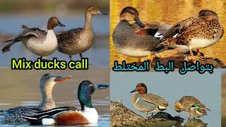 Mix Ducks Call Sound أصوات البط المختلطة Clear Sound For Prefect Hunting Mp3