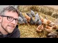 This Saves alot of Money | How 3 Goats and 17 Chickens Make Compost