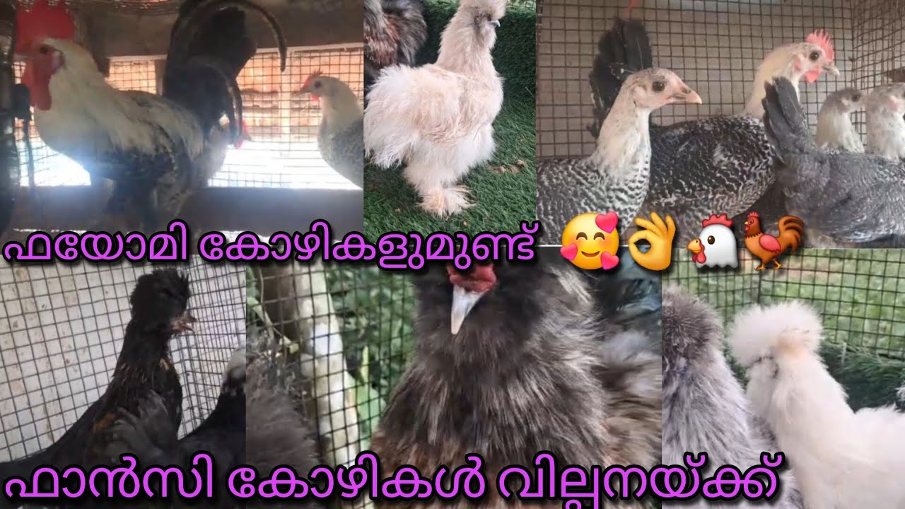 ഫയോമി ഫാൻസി നല്ല നല്ല കോഴി കുഞ്ഞുങ്ങൾ വില്പനയ്ക്ക് 🥰🐔