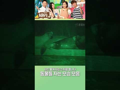 <strong>기린</strong> 물개 자는거 본 사람? #shorts