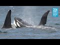 Take a closer look at orcas