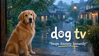 Rainy DOG TV 🌧️ Relaxing Videos for Dogs Home Alone