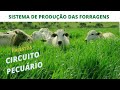 SISTEMA DE PRODUÇÃO DE FORRAGEM - MINI PALESTRA. CIRCUITO DA PECUÁRIA TERRENA.