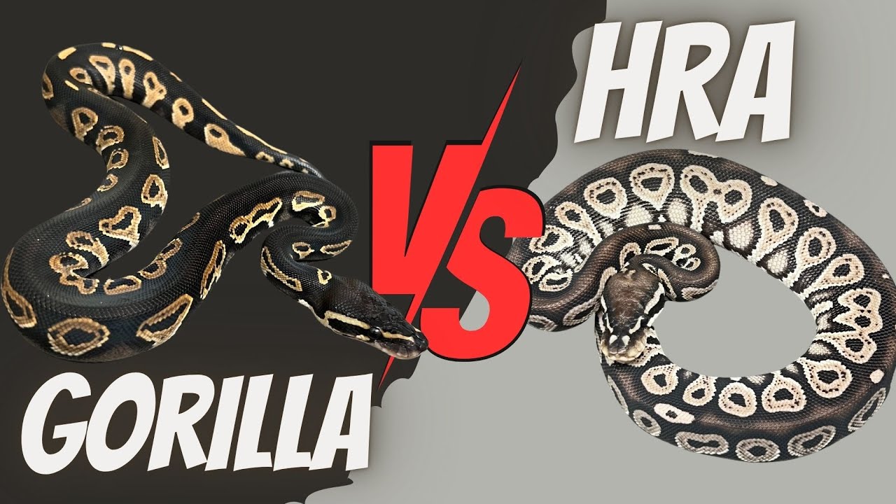 Are Gorilla & HRA the Same? Genetic Testing Results Reveal - YouTube