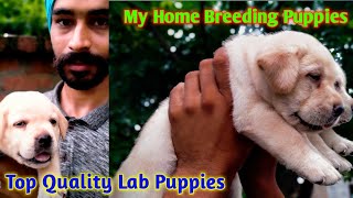 Heavy Bone Labrador puppies for sale My Home Breeding Puppies