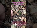Pfifferlinge - blassender Pfifferling trotz Dürre Pilze suchen Juni 2025  #wald #natur #vegan #fungi