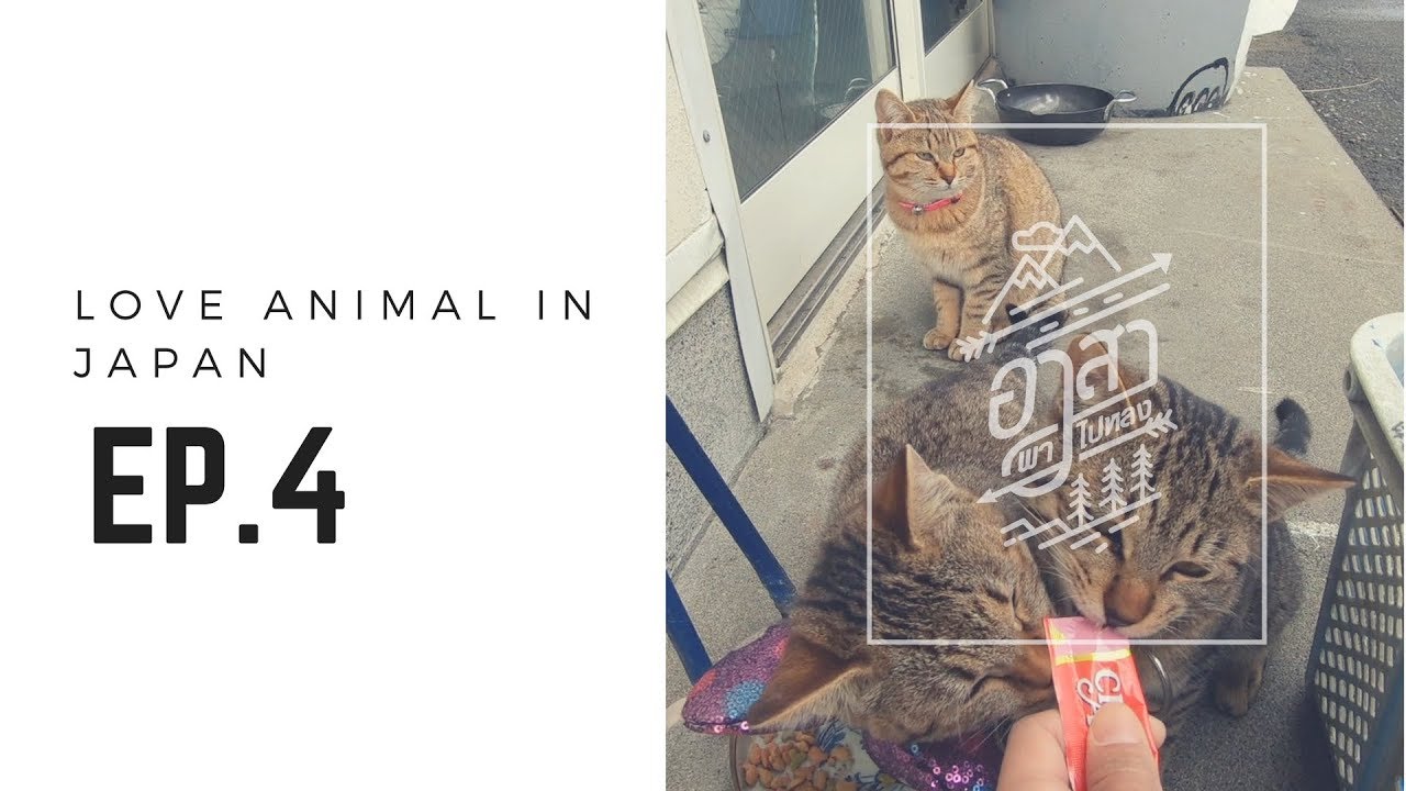 "เกาะแมวกะแมวน้ำ" Tashirojima+Sendai [อาสาพาไปหลง รักสัตว์] EP.4