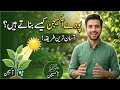 How Plants Produce Oxygen | پودے آکسیجن کیسے بناتے Photosynthesis in urdu 