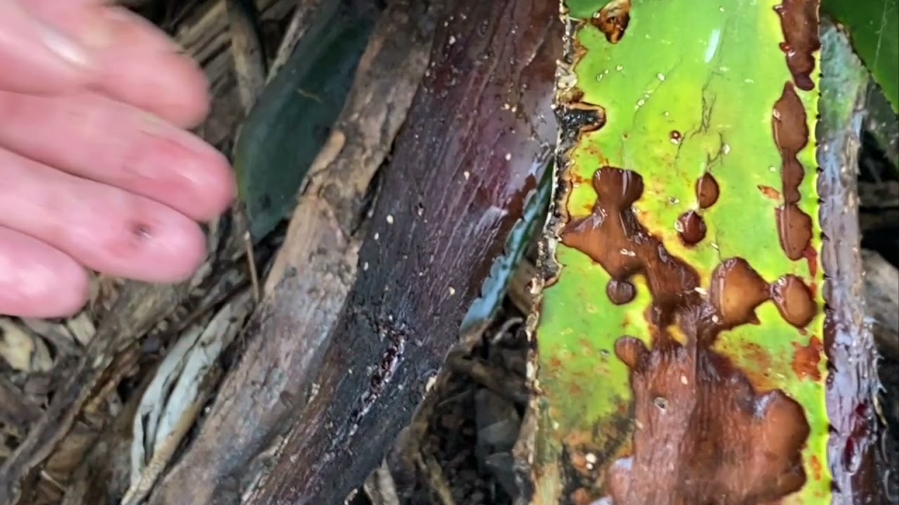 Jake Lustig on Stages of Maturation #4 Agave Maduro ENGLISH