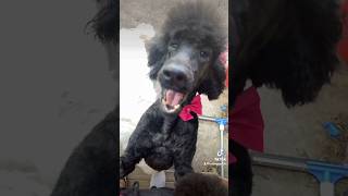 Grooming my standard poodle at home