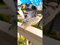 This Bird's Defense Mechanism is GENIUS 🤭 #kookaburra #animals #funny