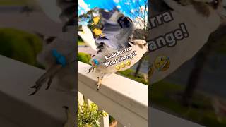 This Bird's Defense Mechanism is GENIUS 🤭 #kookaburra #animals #funny