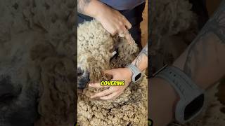 Wooliest Sheep In The County FINALLY Trimmed