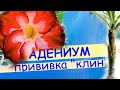 Адениум: прививка &quot;клином&quot;.