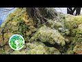 How to make an AMAZING mossy forest river with giant tree: Making a Scene Vol #6