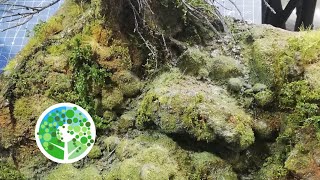 How to make an AMAZING mossy forest river with giant tree: Making a Scene Vol #6