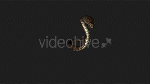 Pale Brown King Cobra Attack Pack04 4 In 1 | Motion Graphics - Envato elements